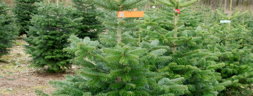 Tipps für die Pflege von Tannenbaum bzw. Weihnachtsbaum im Topf oder Ständer
