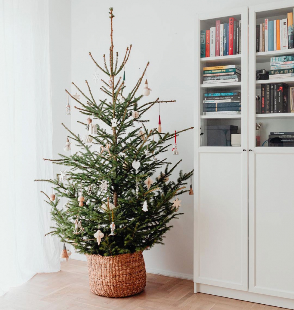 Weihnachtsbaum Topf Pflege: Den Tannenbaum richtig pflegen