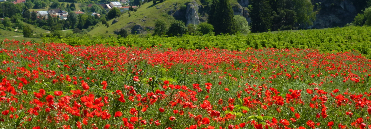 Artenreichtum in einer Weihnachtsbaumkultur. (Abbildung: VNWB)