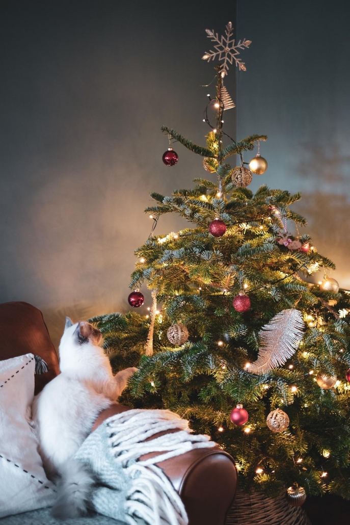 Eine Katze schaut einen geschmückten Christbaum an