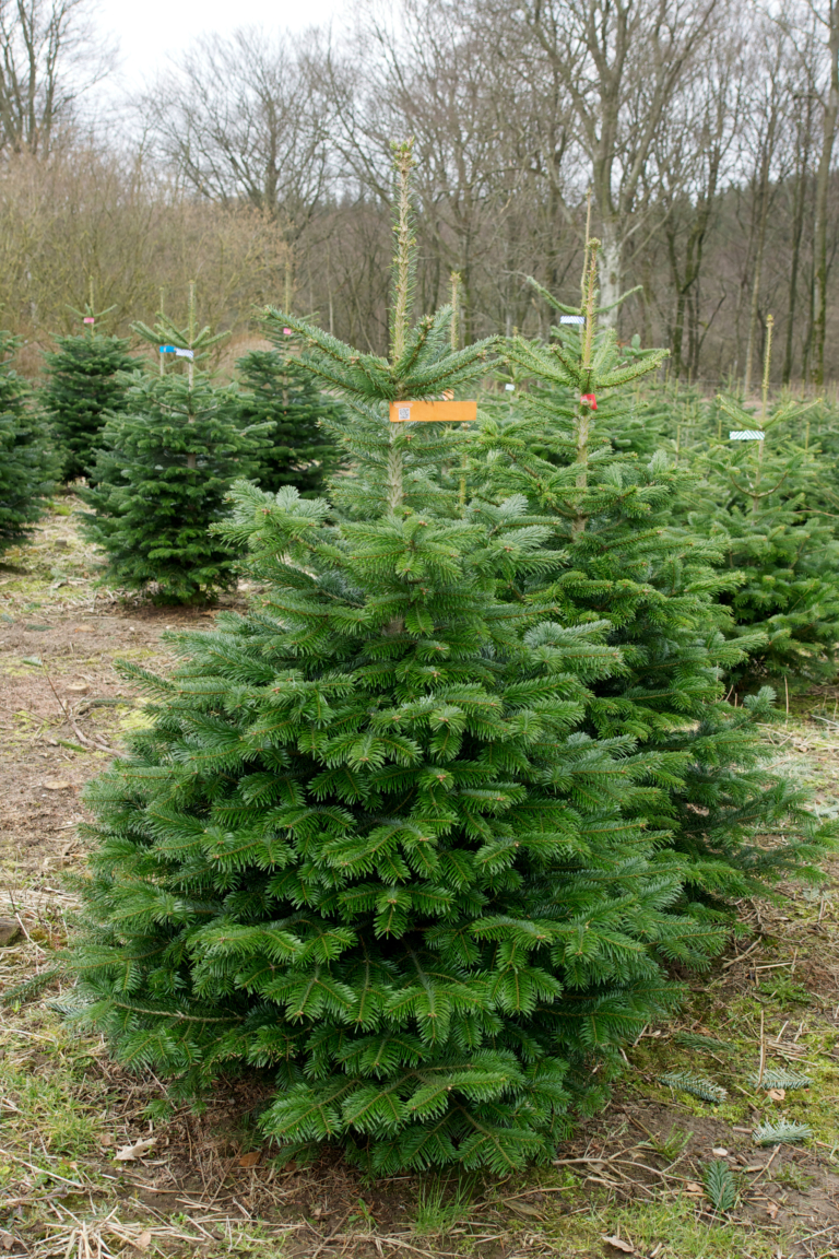 Das sind die beliebtesten Weihnachtsbäume Verband natürlicher