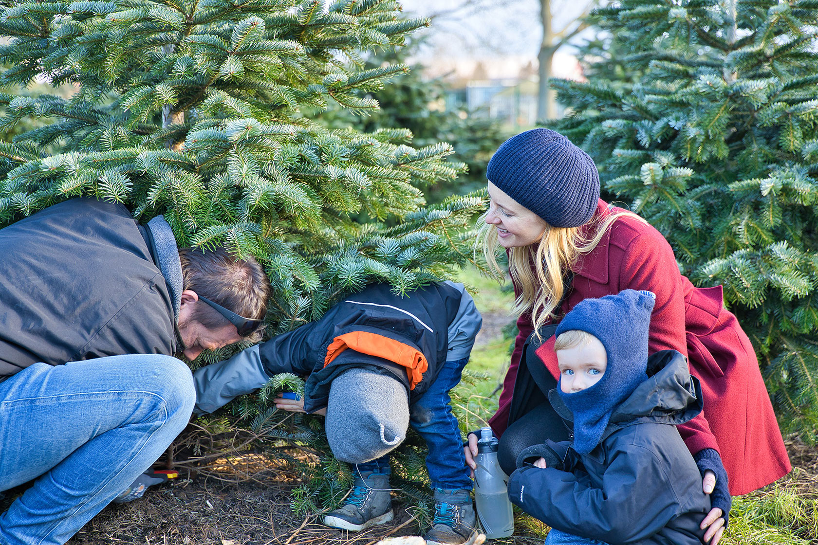 Bundesweiter Auftakt der WeihnachtsbaumSaison in Werder (Havel