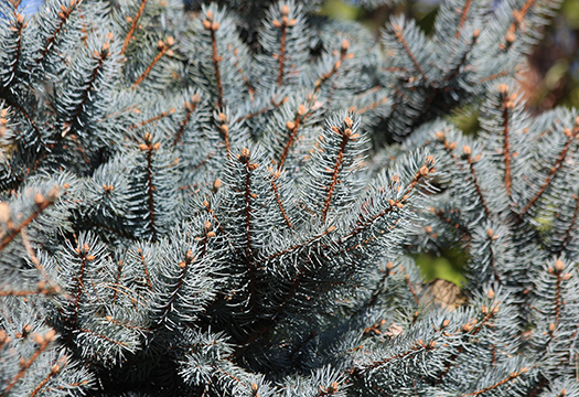 Die Blaufichte, eine der Weihnachtsbaum Arten
