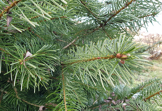 Die Nordmanntanne, eine der Weihnachtsbaum Arten