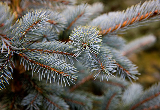 Weihnachtsbaum Natur: Detailaufnahme von Tannennadeln