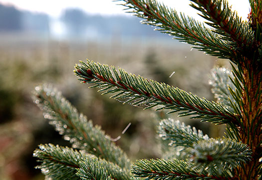 Weihnachtsbaum Natur: Detailaufnahme von Tannennadeln