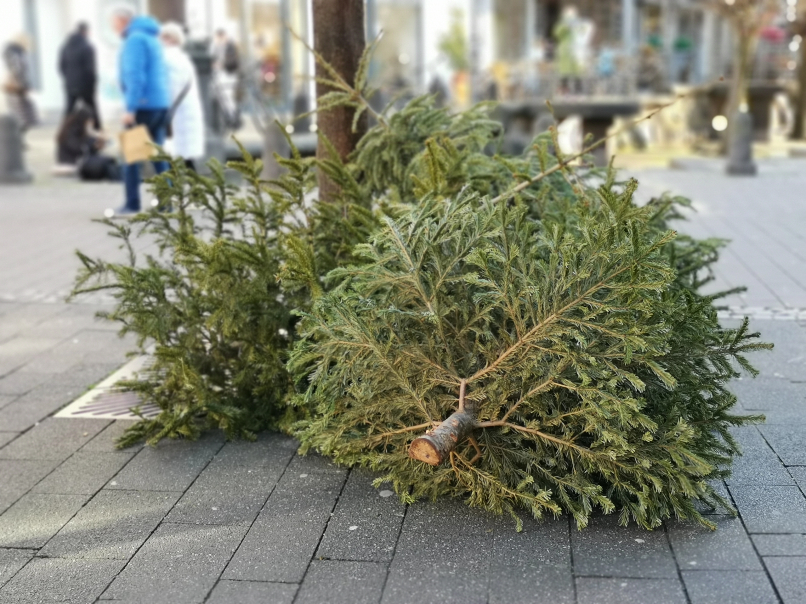 lavendel pflege dngen Purgrn Lavendel-Dnger 1 Liter