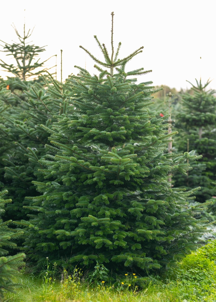 Weihnachtsbaum in der Kultur