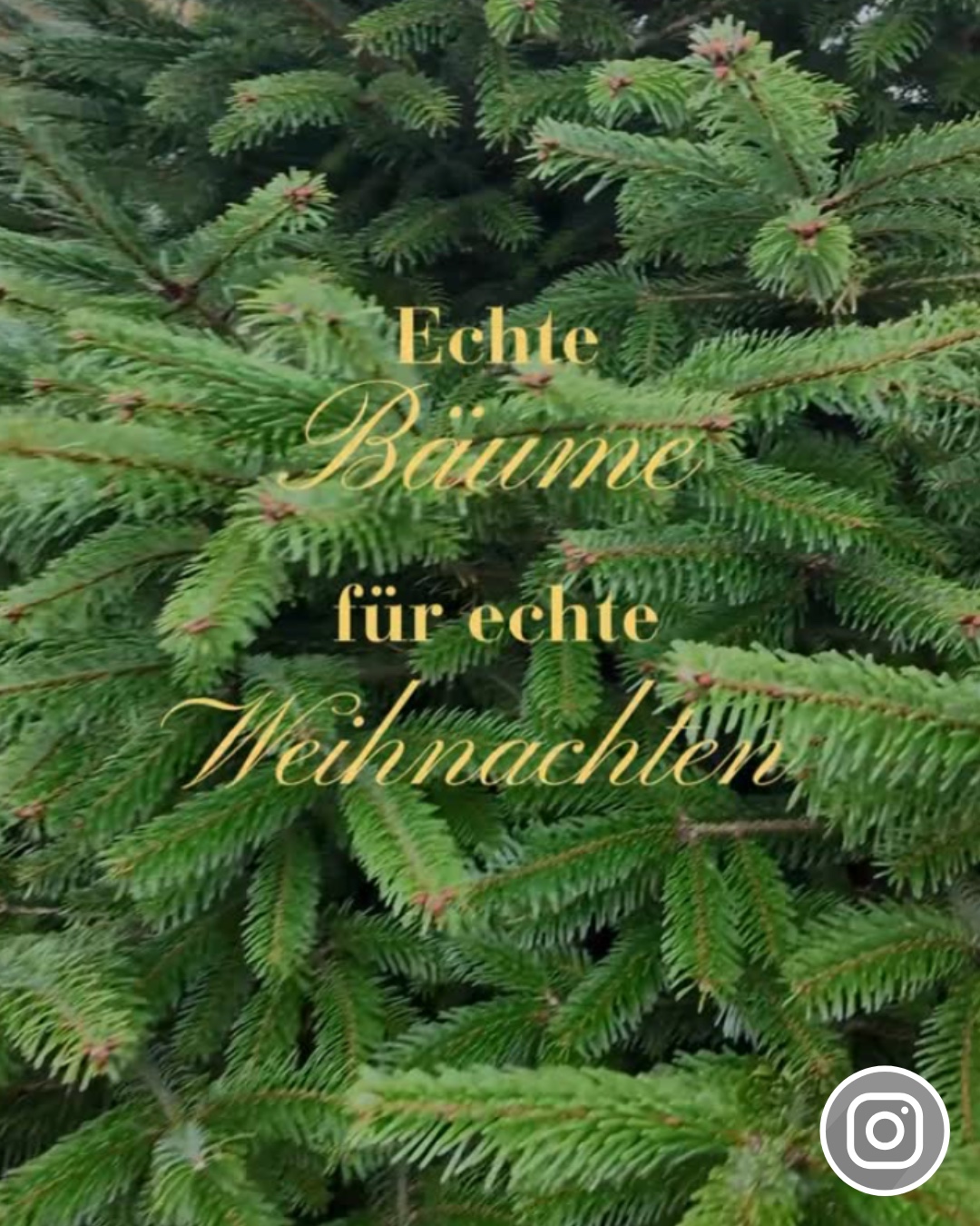 VNWB_Preview_Insta_EchteWeihnachten