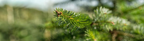© VNWB | Verband natürlicher Weihnachtsbaum