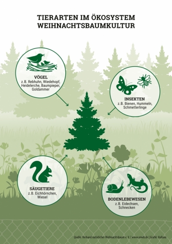 Infografik Tiere in Weihnachtsbaumkultur © Kollaxo