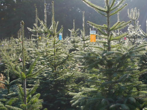© VNWB | Verband natürlicher Weihnachtsbaum