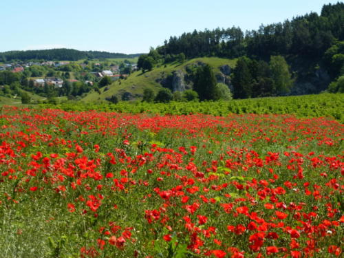 Artenreichtum in einer Weihnachtsbaumkultur. (Abbildung: VNWB)