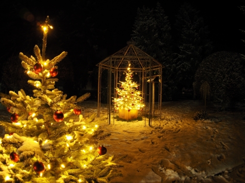 Weihnachtsbaum im Garten © VNWB